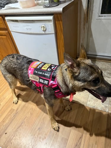 Customer photo review of NEW Upgraded Tactical No-Pull Team K9™ Dog Harness with 4 Quick-Release Metal Buckles, Reinforced Front & Back D-Rings, Hook & Loop Panels, Adjustable Straps, Reflective Strips, & Top Handle