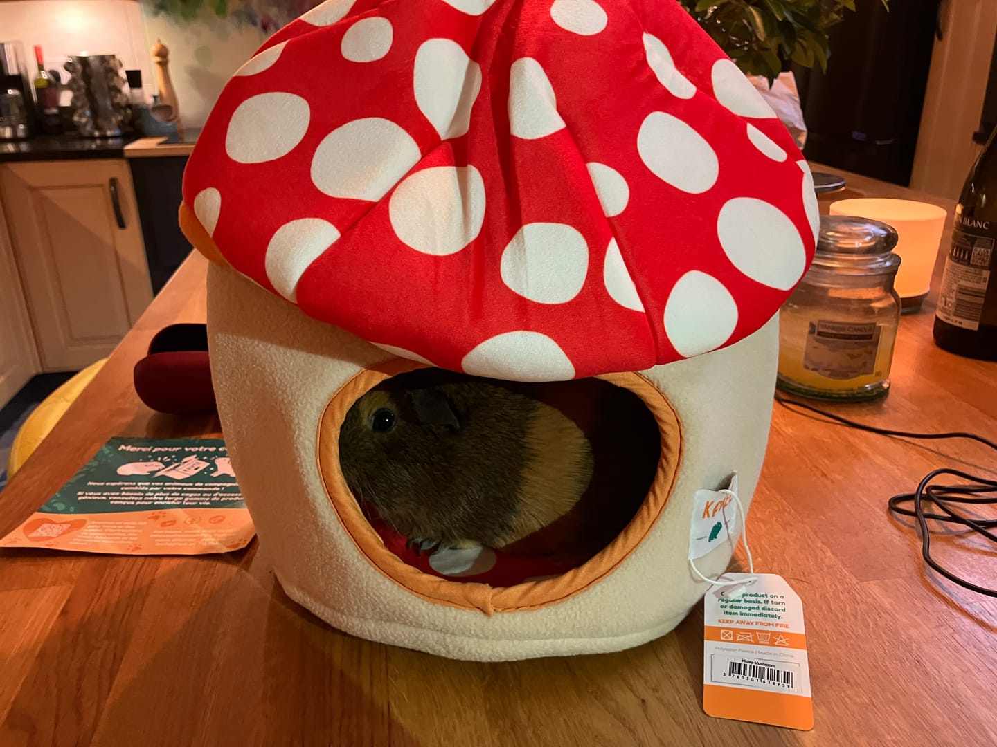 Customer photo review of Guinea Pig Hidey House | Mushroom