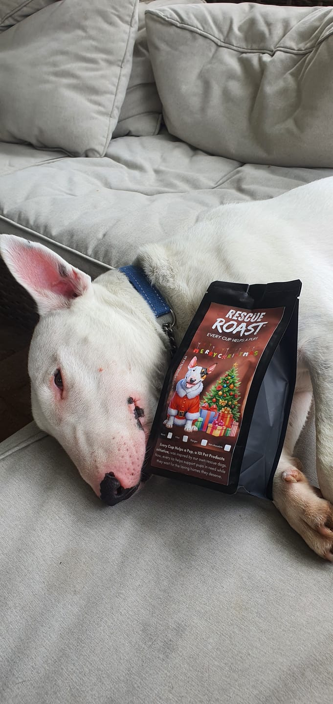Customer photo review of Bullterrier - Christmas Edition (A)