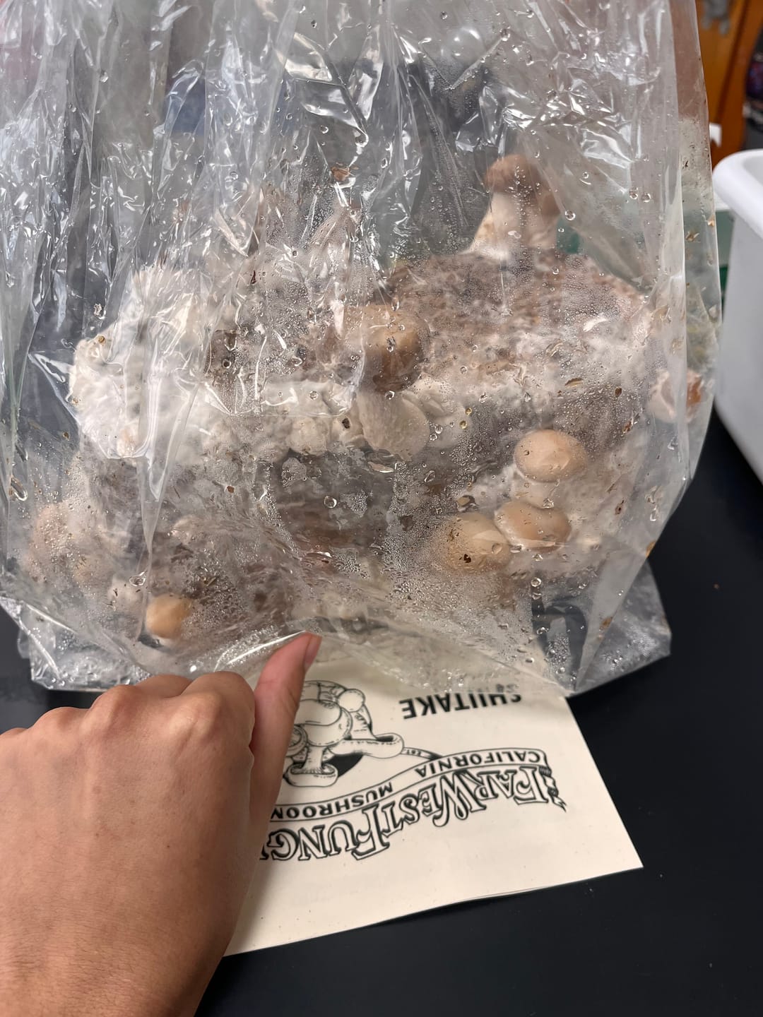 Customer photo review of Shiitake Mushroom Mini-Farm Grow Kit