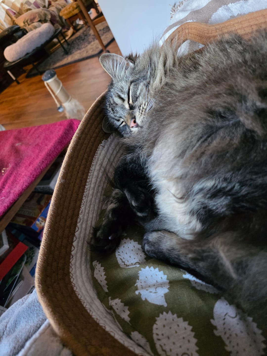 Customer photo review of Instinct Play Stick | Wild-Harvested & Chemical-Free Dental Cat Entertainment (1+1 FREE)