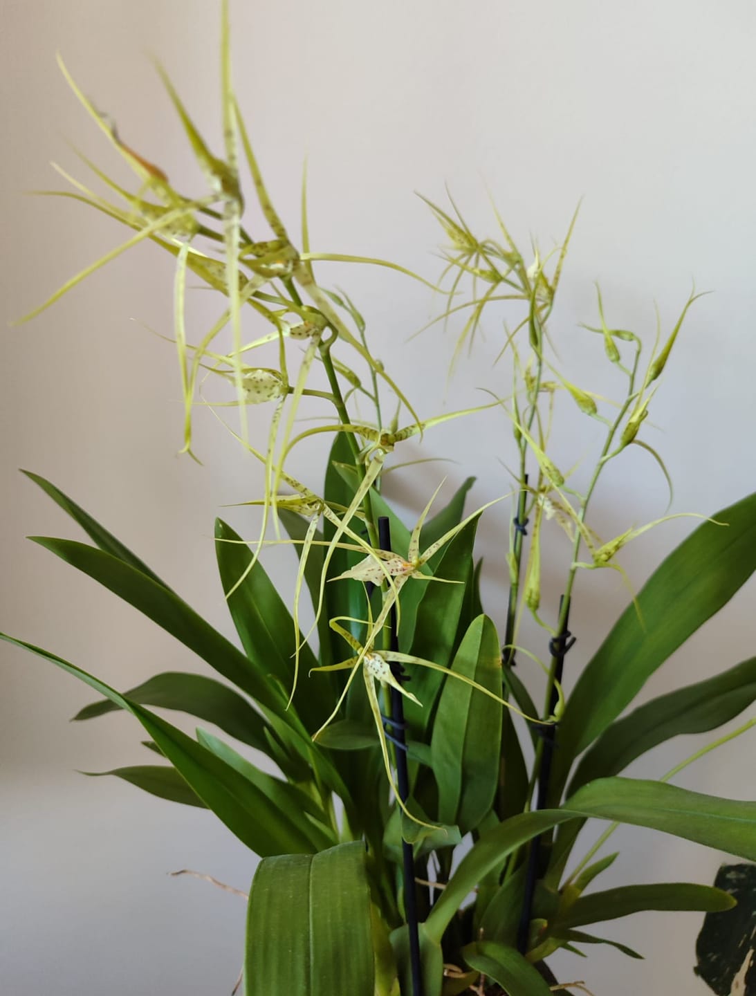 Customer photo review of Spinnenorchidee Brassia Fabian mit 2 Rispen
