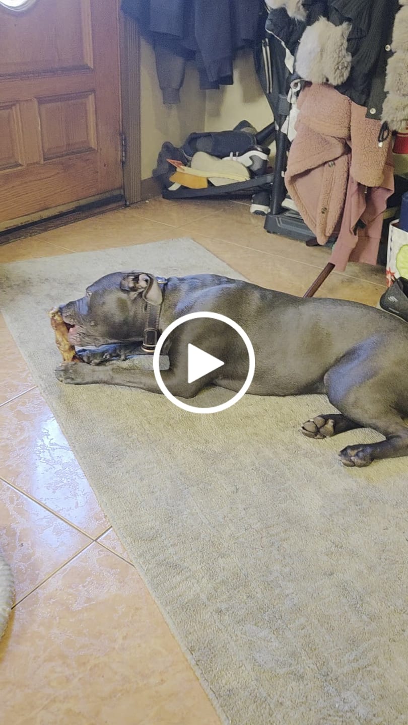 Customer video review of Ostrich Foot Bone (7" x 3.5"): The Flavorful & Long-Lasting Chew for Medium to Large Dogs