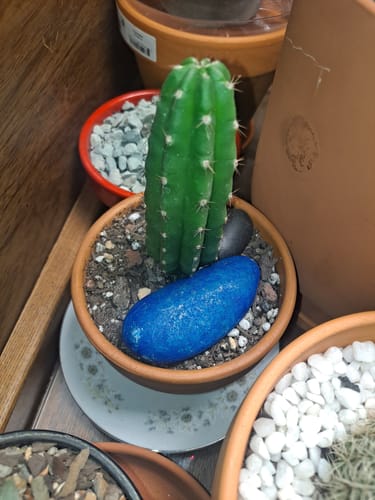 Customer photo review of Trichocereus Pachanoi | Non-PC San Pedro Cactus