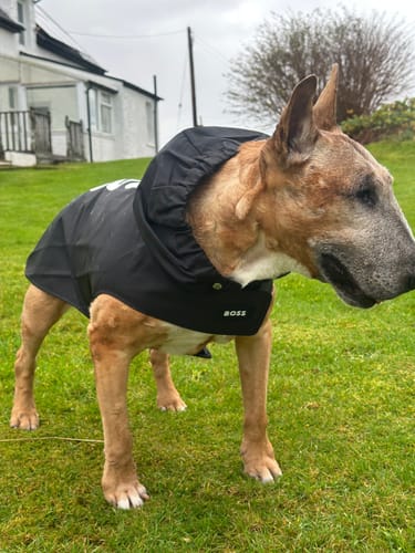 Customer photo review of BOSS Dog Raincoat
