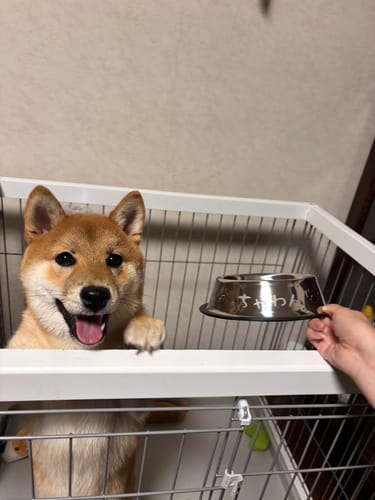 Customer photo review of FunFunPet 高機能ハーネス（お名前タグ作成サービス付き）