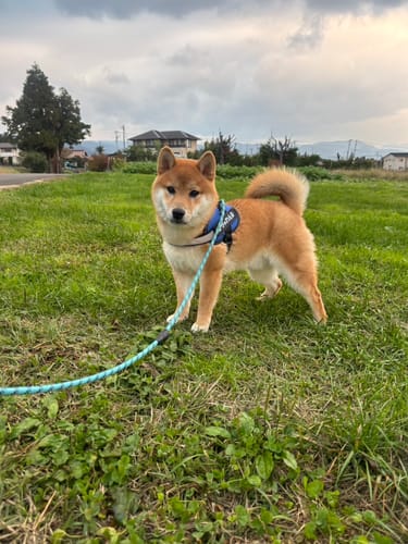 Customer photo review of FunFunPet 高機能ハーネス（お名前タグ作成サービス付き）