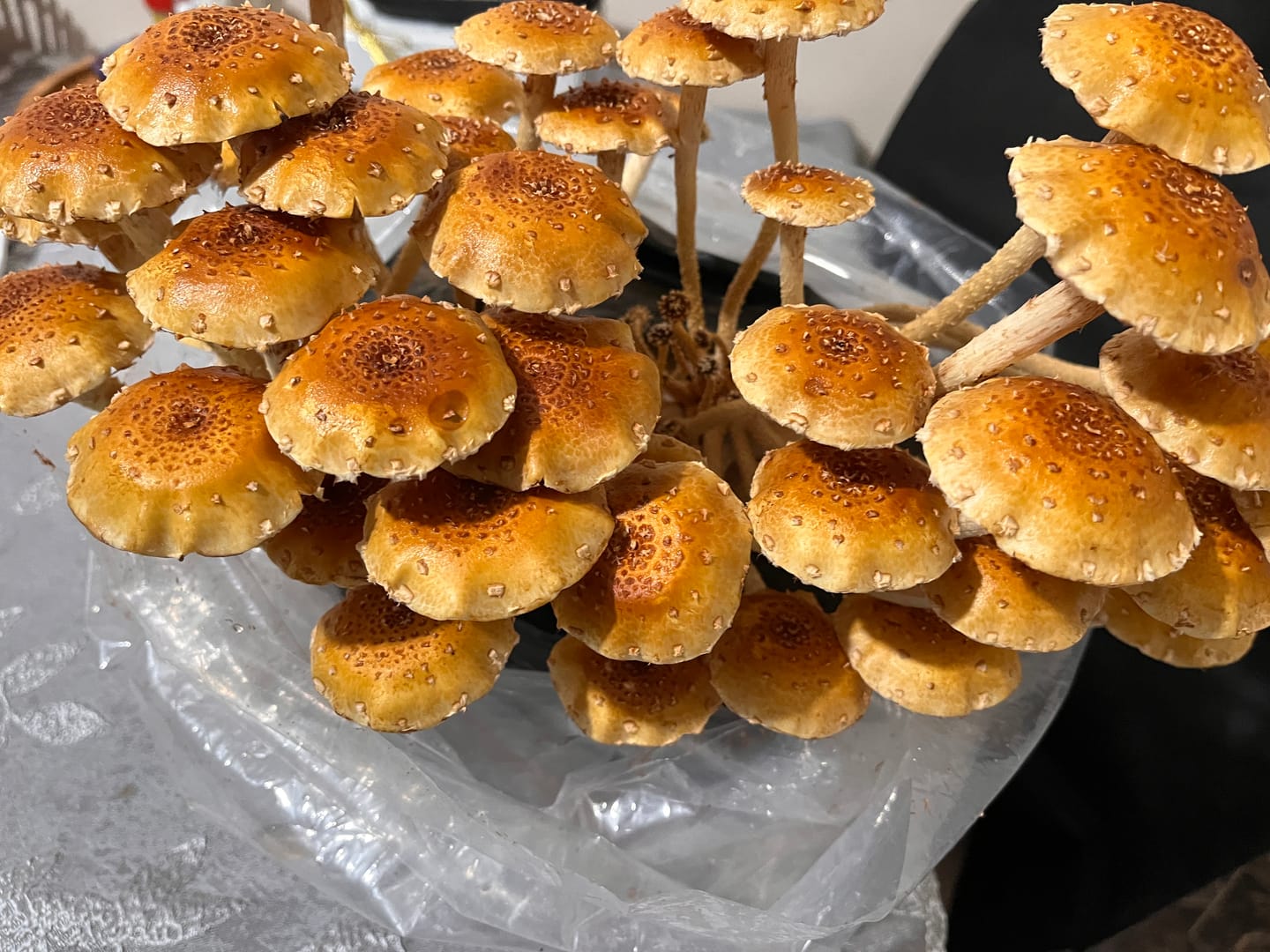Customer photo review of Cinnamon Cap Mushroom Mini-Farm Grow Kit