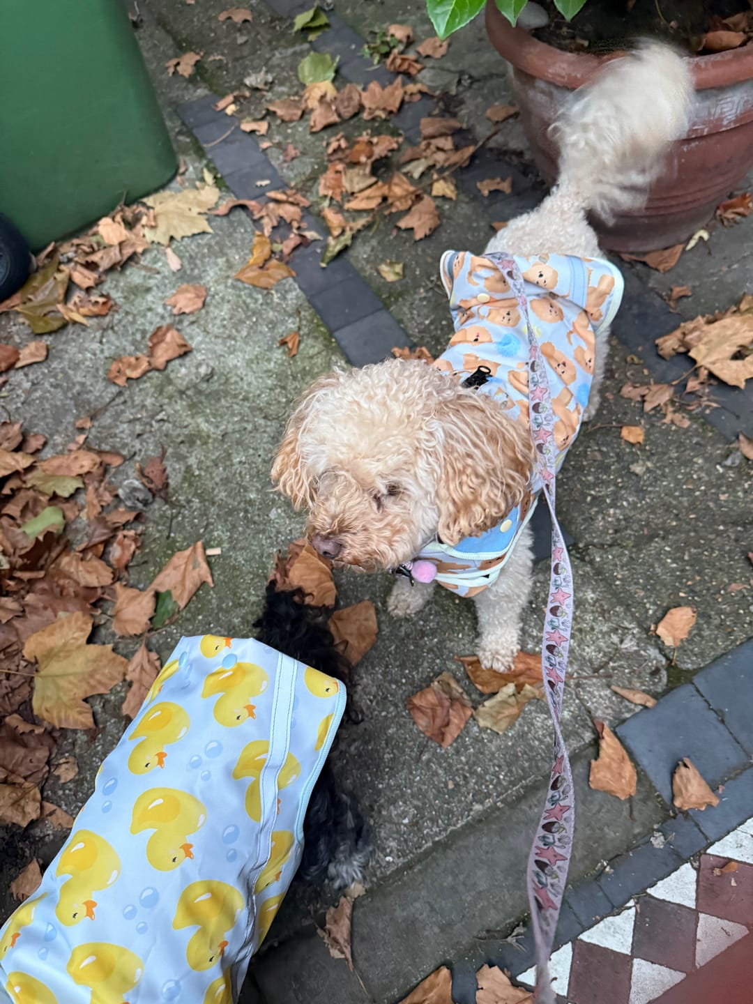 Customer photo review of Rain Jacket - Curly Club