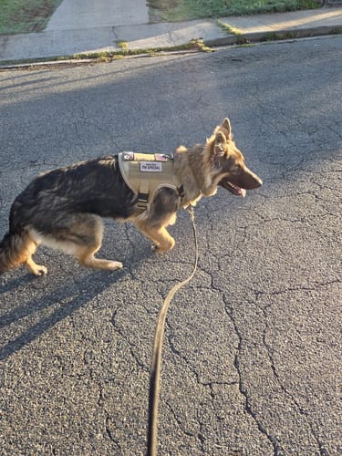 Customer photo review of NEW Upgraded Tactical No-Pull Team K9™ Dog Harness with 4 Quick-Release Metal Buckles, Reinforced Front & Back D-Rings, Hook & Loop Panels, Adjustable Straps, Reflective Strips, & Top Handle