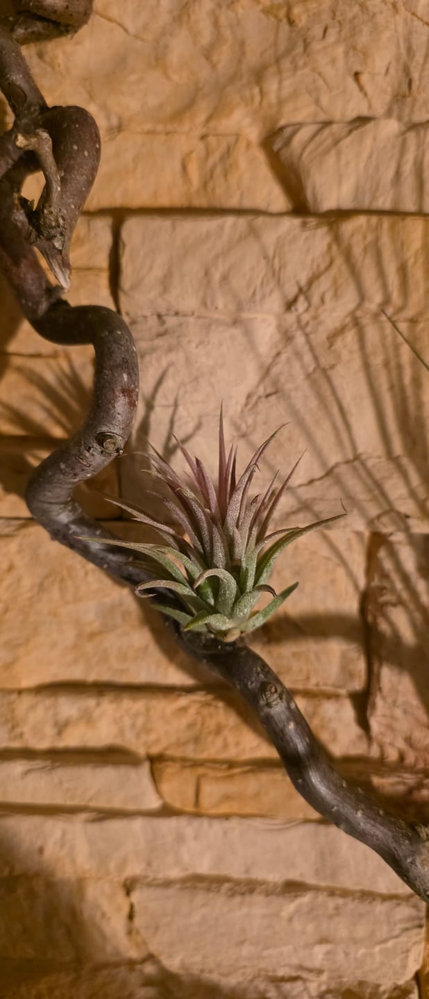 Customer photo review of Tillandsia ionantha