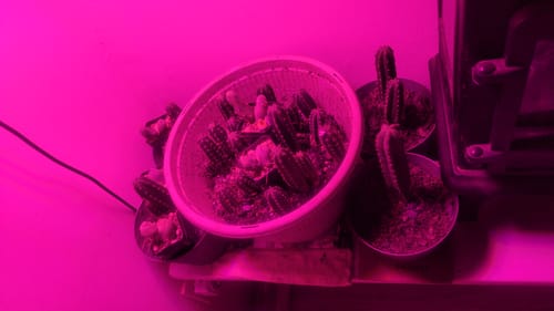 Customer photo review of The San Pedro Cactus Collector’s Kit