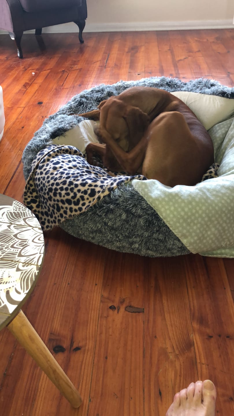Customer photo review of Pet Cave Dog Bed - Removable Cover