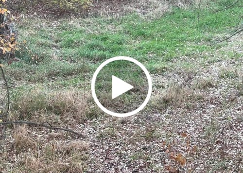 Customer video review of Aluminum Broadheads