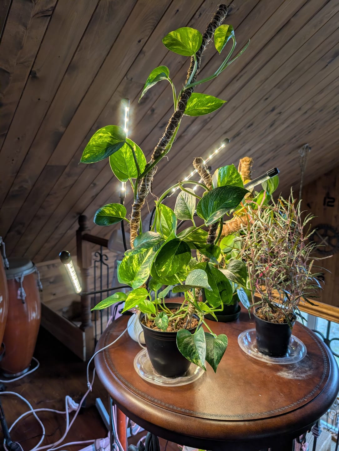 Customer photo review of The Bendable Moss Pole™ 𝘛𝘏𝘐𝘕