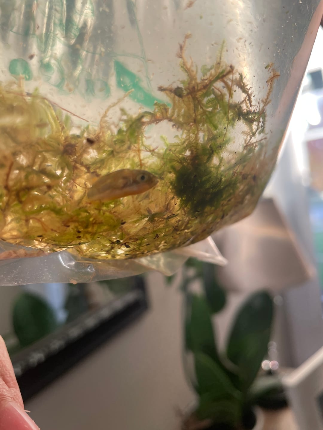 Customer photo review of Dwarf Pea Puffer (Carinotetraodon travancoricus), Tank-Bred