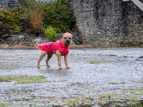 Customer photo review of Vimy & DryDogs Lightweight Waterproof Raincoat with Harness Hole Zip