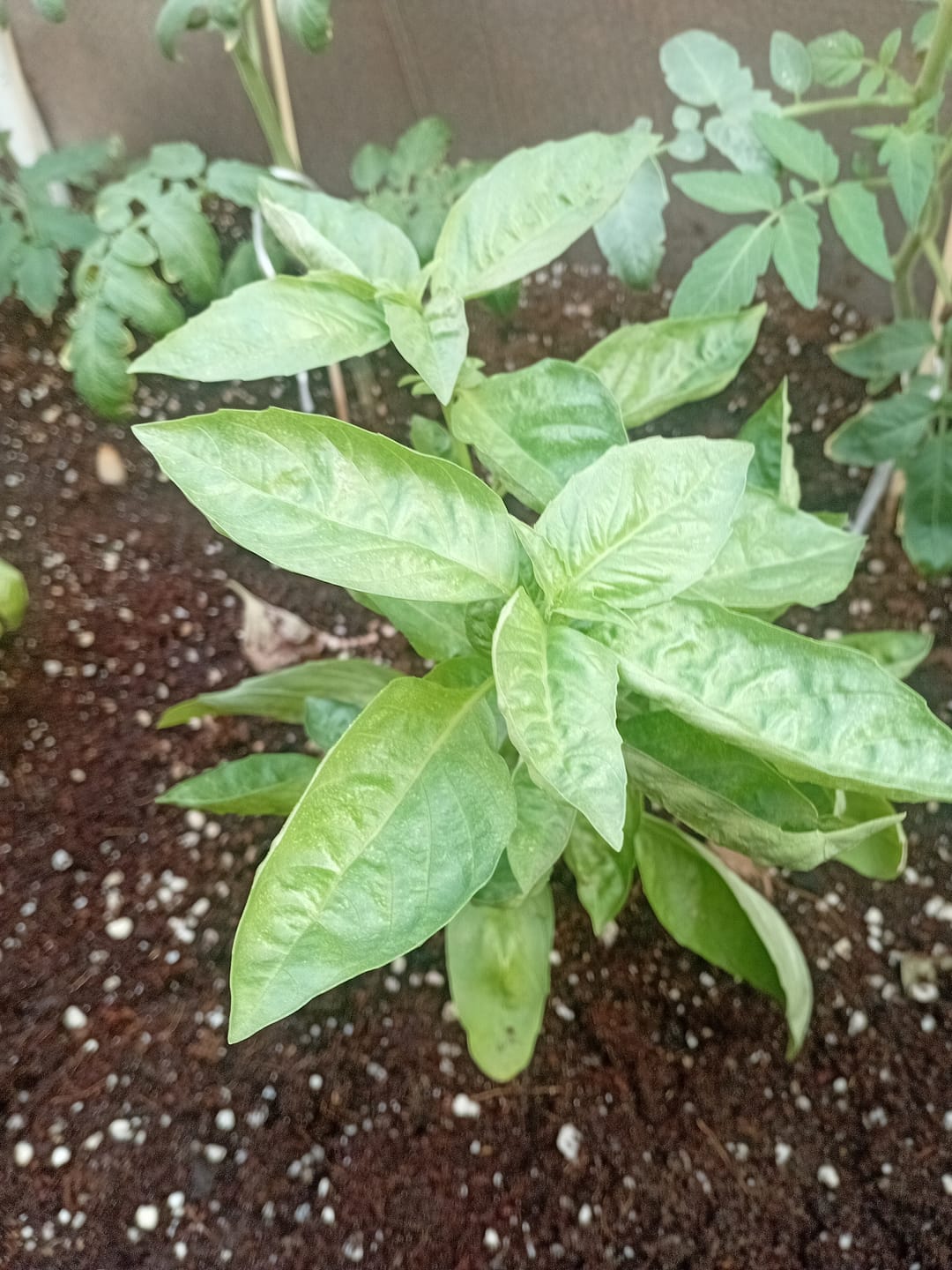 Customer photo review of Genovese Basil Plant