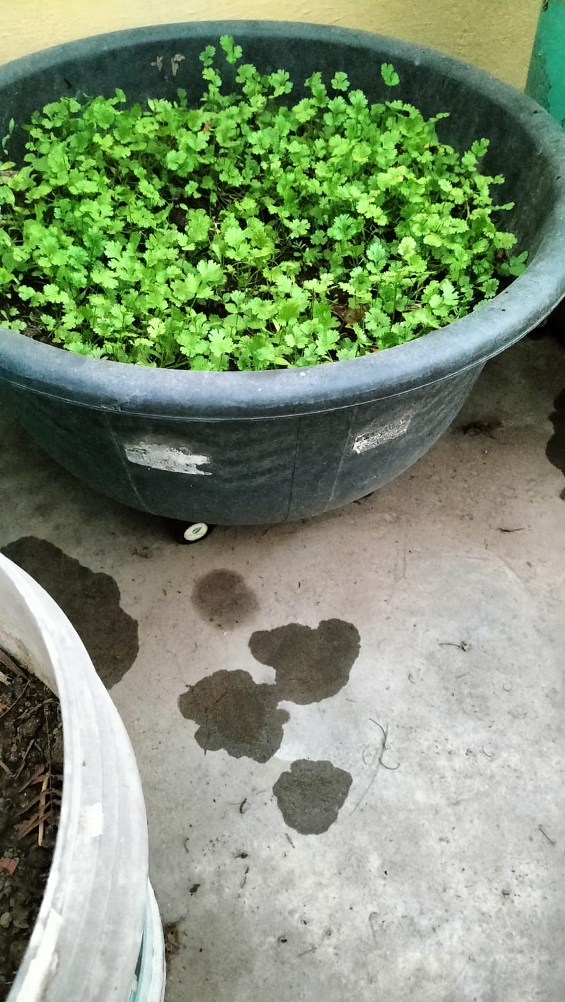 Customer photo review of TryGreen Luna Wheel Rolling Plant Stand for Planters