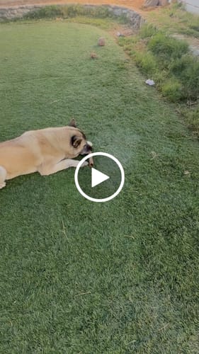 Customer video review of Ostrich Shaft Bones (11" x 2"): The Long-Lasting, Flavorful Chew for Medium to Large Dogs