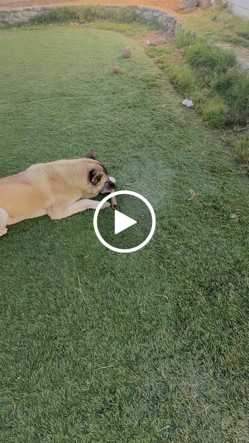 Customer video review of Ostrich Shaft Bones (11" x 2"): The Long-Lasting, Flavorful Chew for Medium to Large Dogs