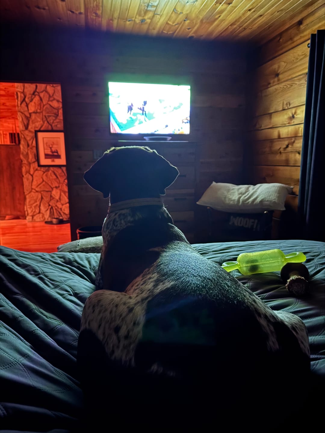 Customer photo review of 6 Inch Thick Bully Stick