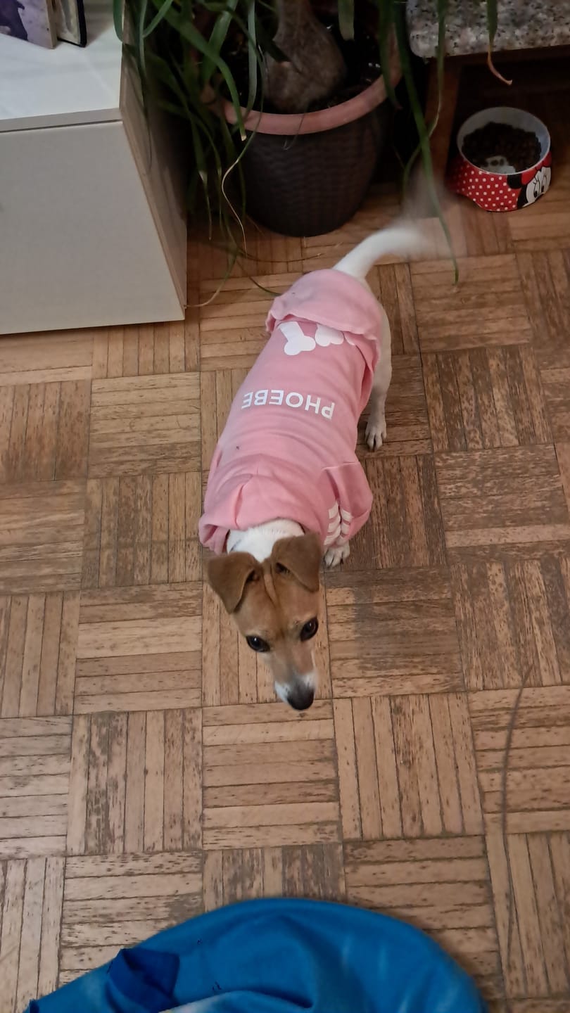 Customer photo review of Felpa "Adidog" Rosa Personalizzabile con nome