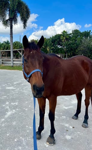 Customer photo review of iCavalos - Horse halter & Lead set (7 Days)