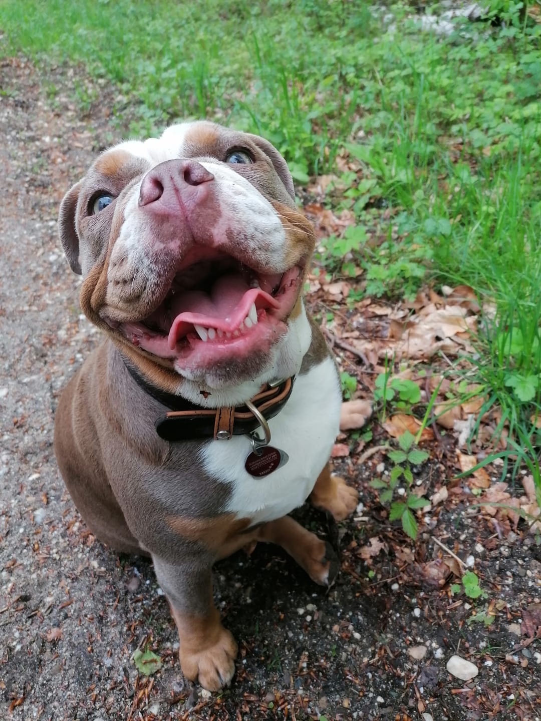 Customer photo review of Allergietest Plus Hund