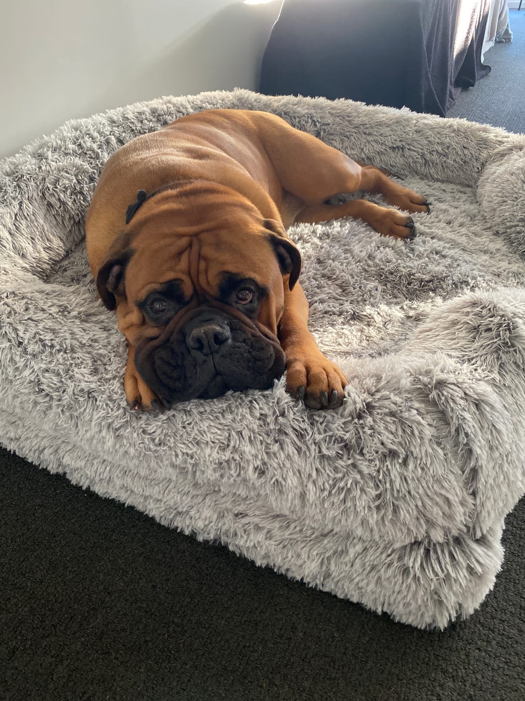 Customer photo review of Pet Orthopaedic Bed