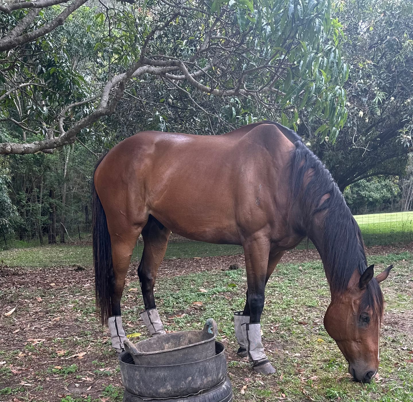 Customer photo review of Curragh Carron Oil