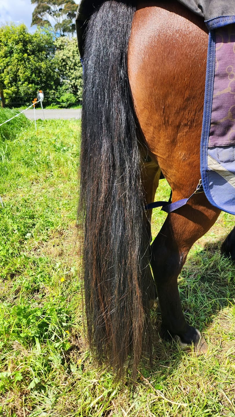 Customer photo review of Epona Queen's Mane & Tail Brush