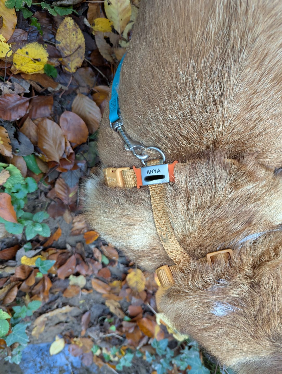 Customer photo review of Klapperfreie Hundemarke Silikonslider mit Edelstahl-Schild für Halsbänder inkl. GRATIS Gravur