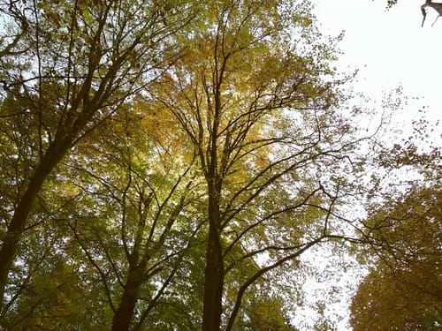 Customer photo review of NUVINT - Digitalkamera