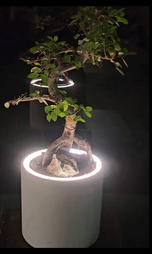 Customer photo review of Aura | Small Round LED Planter