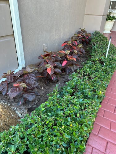 Customer photo review of CopperLeaf - Red