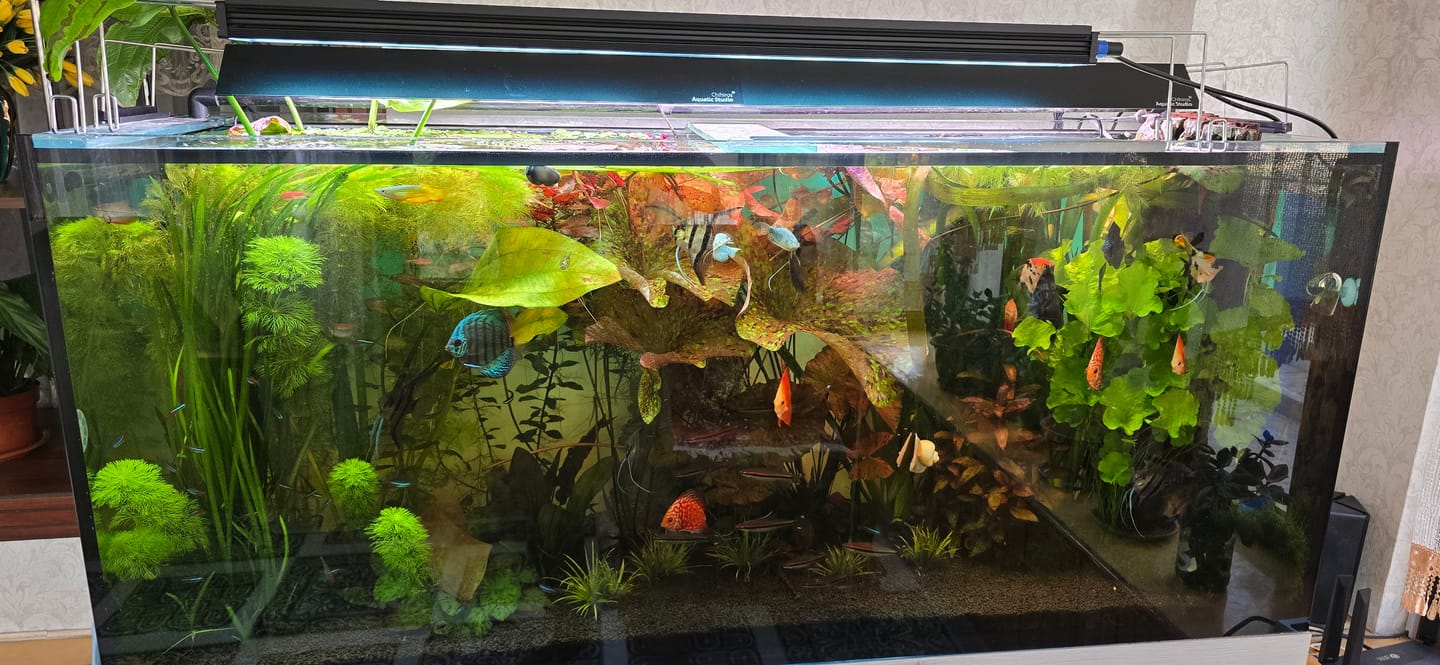 Customer photo review of Chihiros WRGB II Pro LED Light