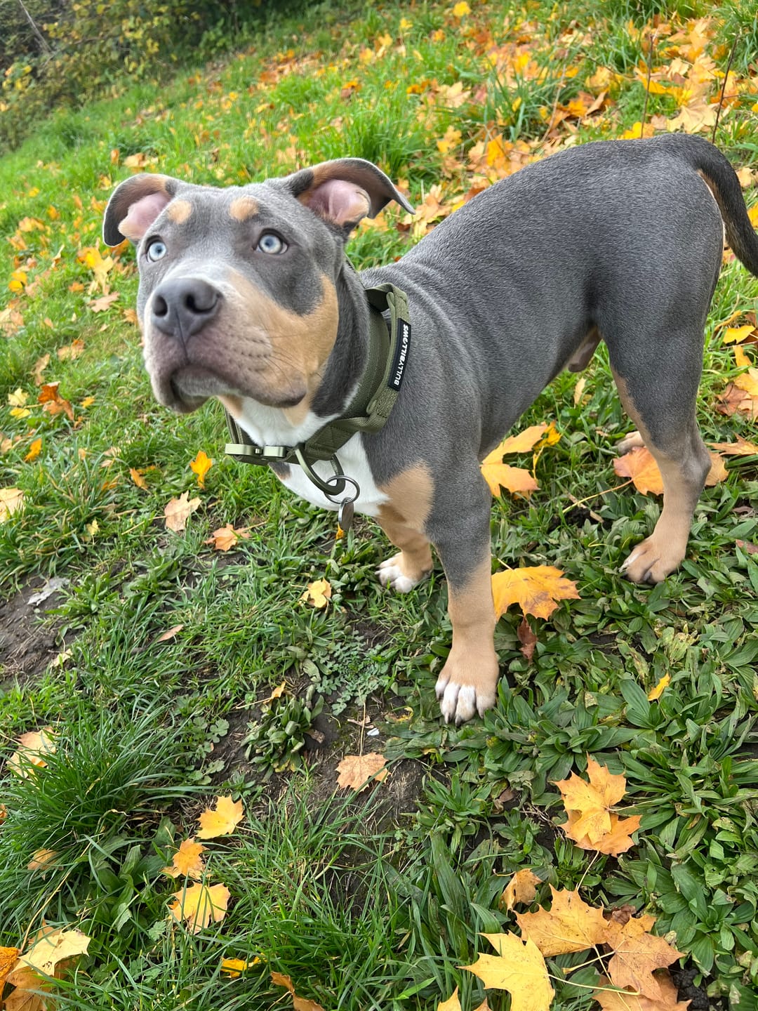 Customer photo review of 4cm LIGHTER Combat® Collar | With Handle Rated Clip - Khaki x Khaki