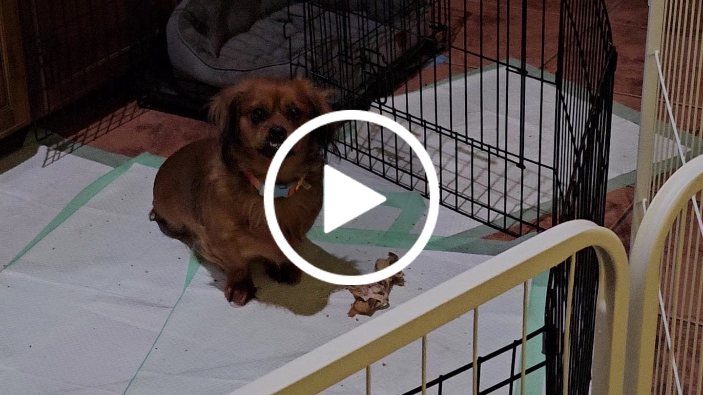 Customer video review of Ostrich Foot Bone (7" x 3.5"): The Flavorful & Long-Lasting Chew for Medium to Large Dogs