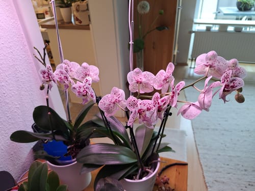 Customer photo review of Große Two of Us Expressions mit weiß-gefleckten Blüten und 3 Rispen