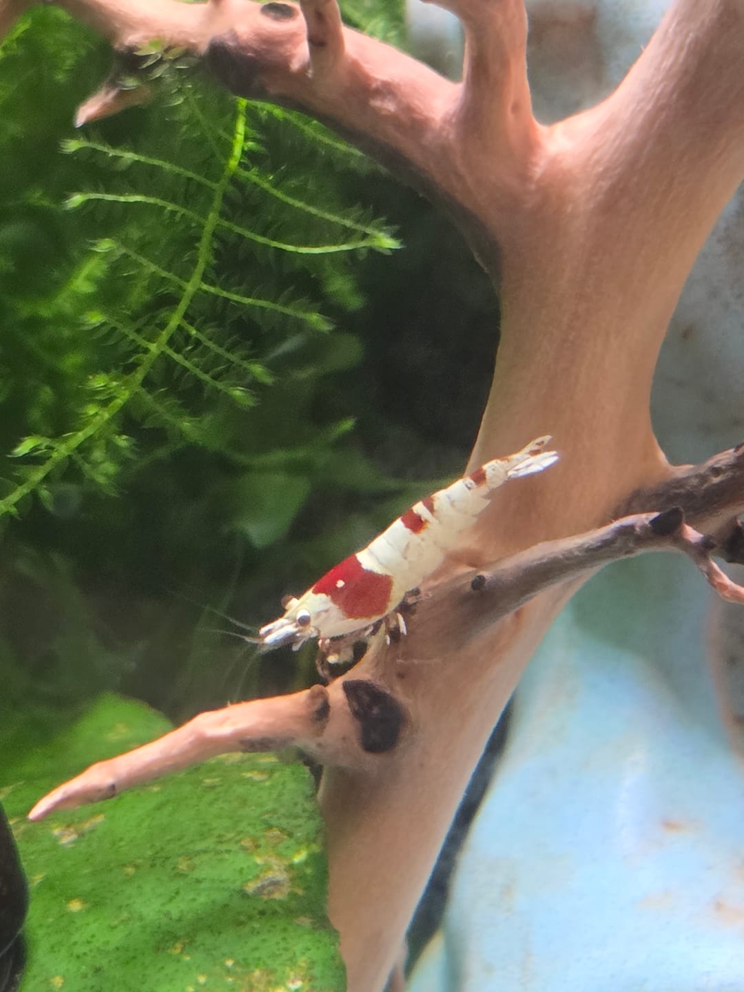 Customer photo review of Crystal Red Shrimp