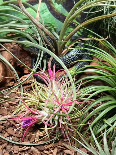 Customer photo review of Tillandsia Ionantha 'fuego' - Pulk