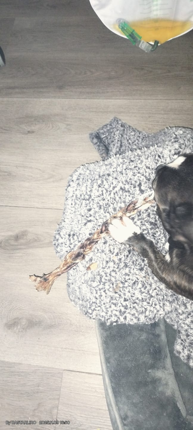 Customer photo review of Ostrich Tendon Twister (16" x 2.5" x 1"): The Satisfying, All-Natural Chew for Dental Health & Joint Support