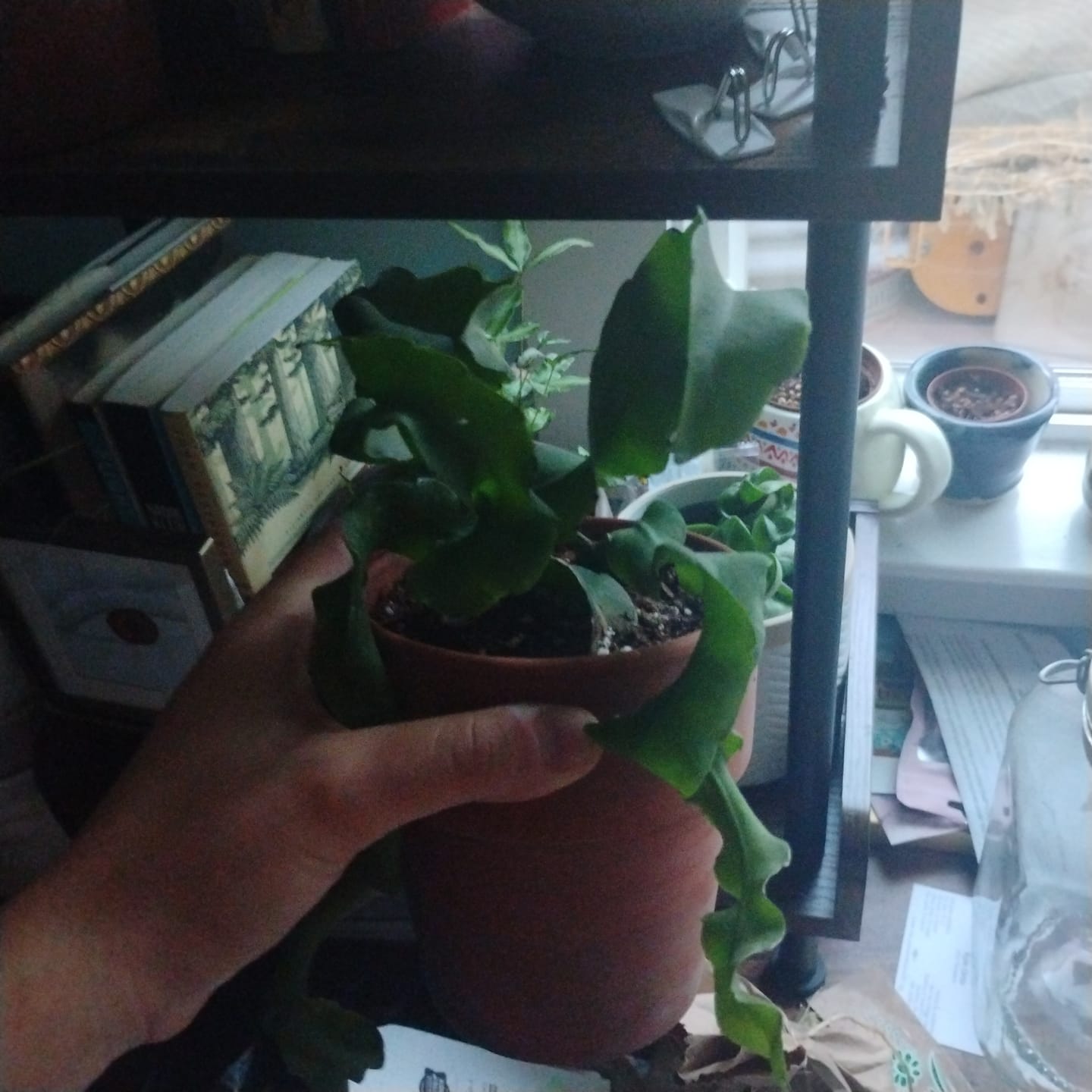 Customer photo review of Cactus Epiphyllum guatemalense f. monstrosa