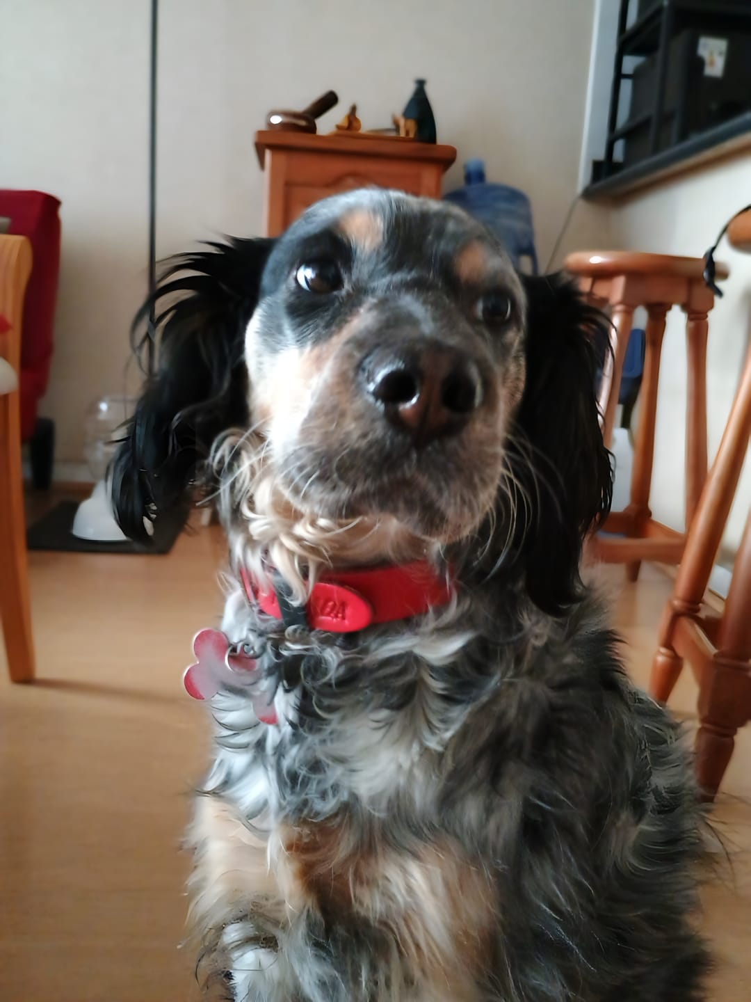 Customer photo review of Collar Duke Rojo/Negro