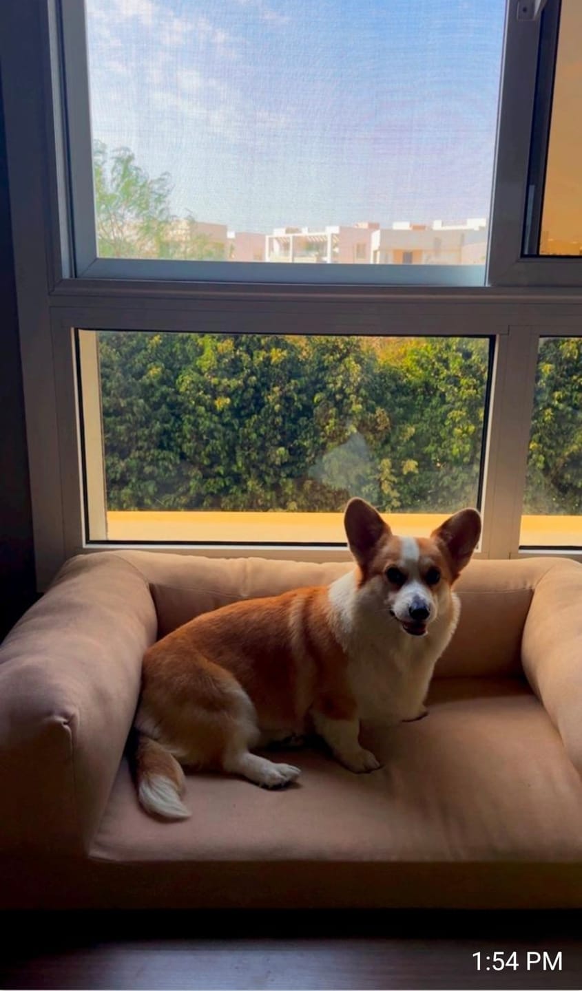 Customer photo review of Soft Foam Pet Couch - Rela