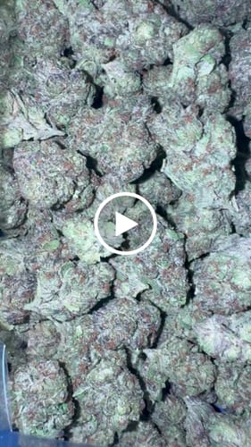 Customer video review of Boutique Exotics Berry Pop Littles - Bulk Littles - Hybrid