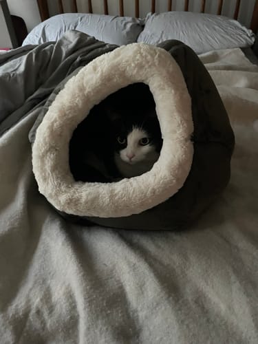 Customer photo review of 2x Blisso Advanced Cat Probiotic | Cat Probiotic for Diarrhea & Kidney Support