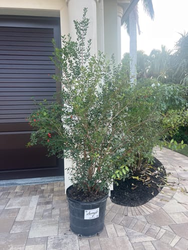 Customer photo review of Simpson Stopper