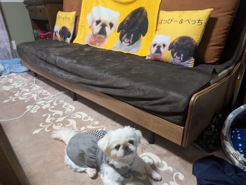 Customer photo review of Petcanvaオーダーメイド ペット似顔絵